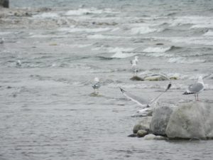 Серебристые чайки на Байкале.